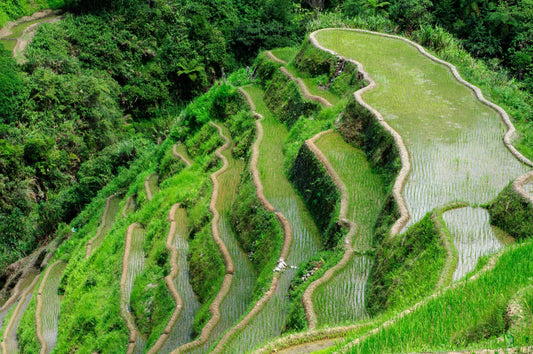 Legume green manure before rice: the rotation nitrogen math - Chemiseed Sdn. Bhd.