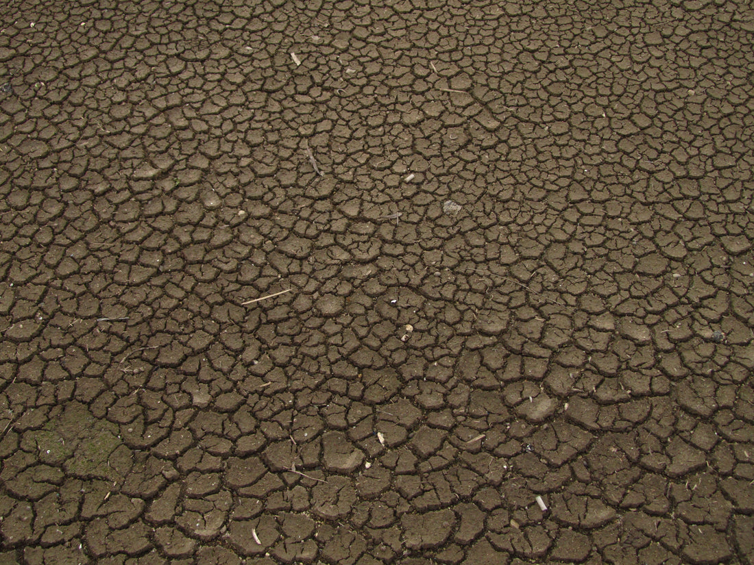 Living mulch or irrigation? A dry-season moisture decision - Chemiseed Sdn. Bhd.