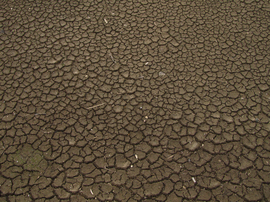Living mulch or irrigation? A dry-season moisture decision - Chemiseed Sdn. Bhd.