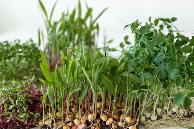 Living Mulch vs Bare Soil: The Soil Moisture Data Malaysian Planters Need to See - Chemiseed Sdn. Bhd.