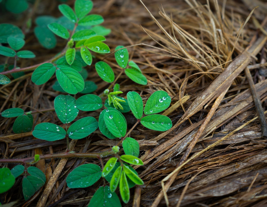 Living mulch vs bare soil: the soil moisture data Malaysian planters need to see - Chemiseed Sdn. Bhd.