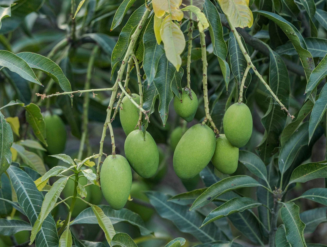 Mango drop, cracking, and short shelf life usually come down to two nutrients: calcium and boron. - Chemiseed Sdn. Bhd.