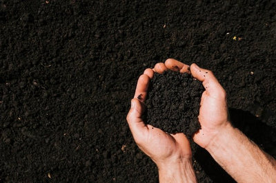 Maximize SoilBoost EA: Practical Application Tips for Plantation Managers