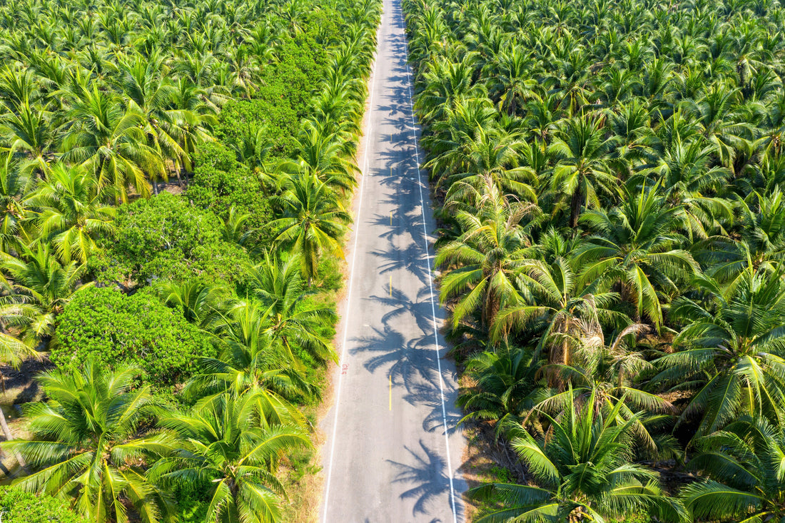 Mucuna bracteata in Oil Palm: A Field Guide for Distributors and Estate Managers - Chemiseed Sdn. Bhd.
