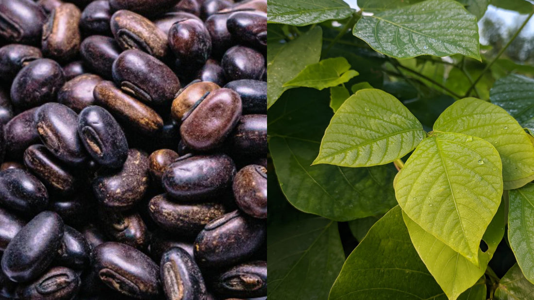 Mucuna bracteata (MB): the complete plantation guide - Chemiseed Sdn. Bhd.
