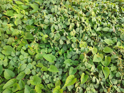 Multi-Species Cover Crop Mixes: Why Blending PJ, CM, and CC Outperforms Single-Species Planting