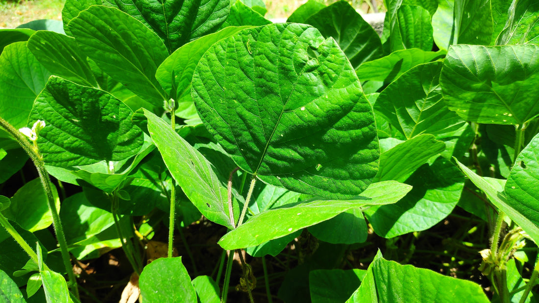 Nitrogen fixation in tropical plantations: how legume cover crops cut fertiliser costs - Chemiseed Sdn. Bhd.