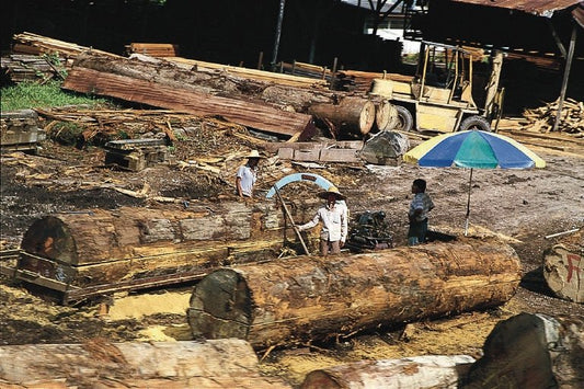 Oil Palm Trunk Recycling at Replanting: Why Zero-Burn is the Right Agronomic and Environmental Choice - Chemiseed Sdn. Bhd.