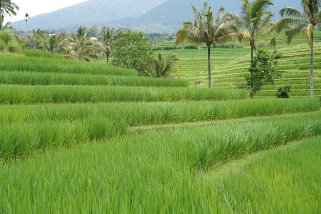 One Third of Paddy Soils Are Zinc Deficient. The Crop Suffers. So Do the People Who Eat It. - Chemiseed Sdn. Bhd.
