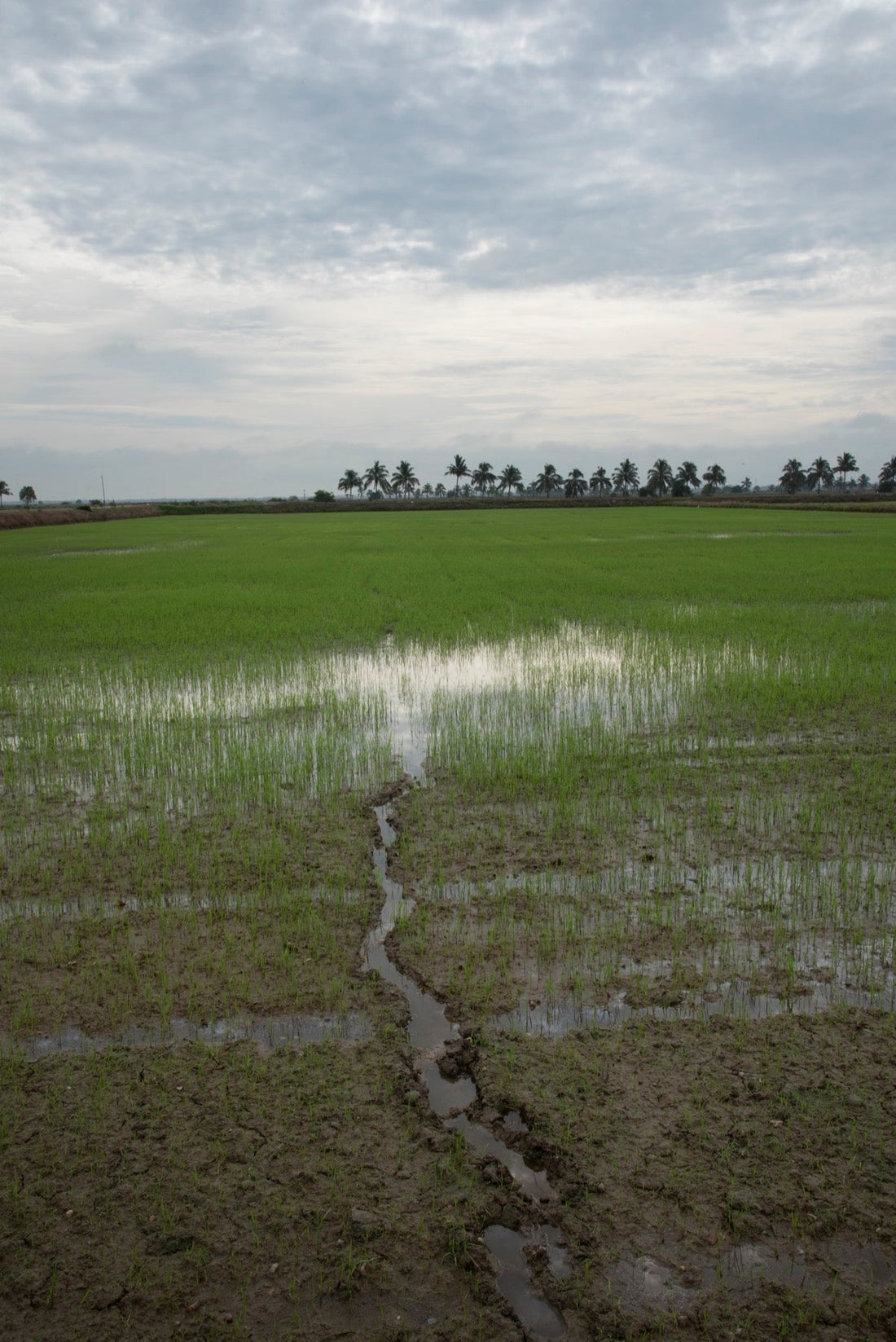 Paddy Yellowing Is Not Always Nitrogen: Diagnosing Iron Deficiency in Malaysian Rice - Chemiseed Sdn. Bhd.