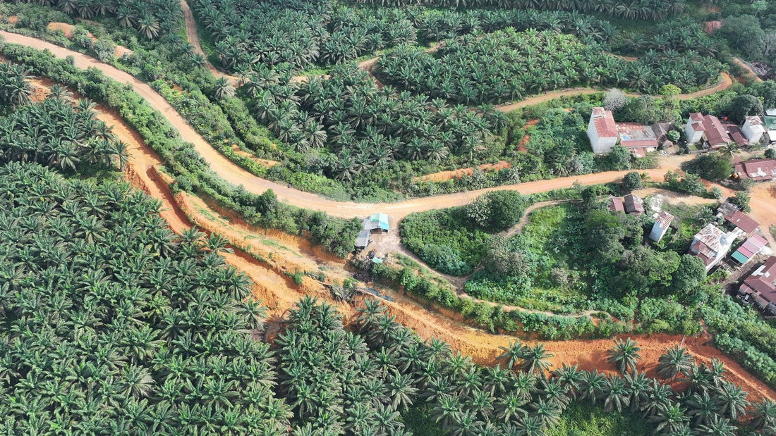 Aerial view of a palm oil plantation and village houses