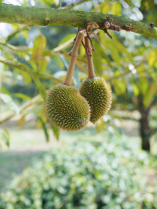 Phosphorus Now Becomes Root Depth Later: August Durian Management - Chemiseed Sdn. Bhd.