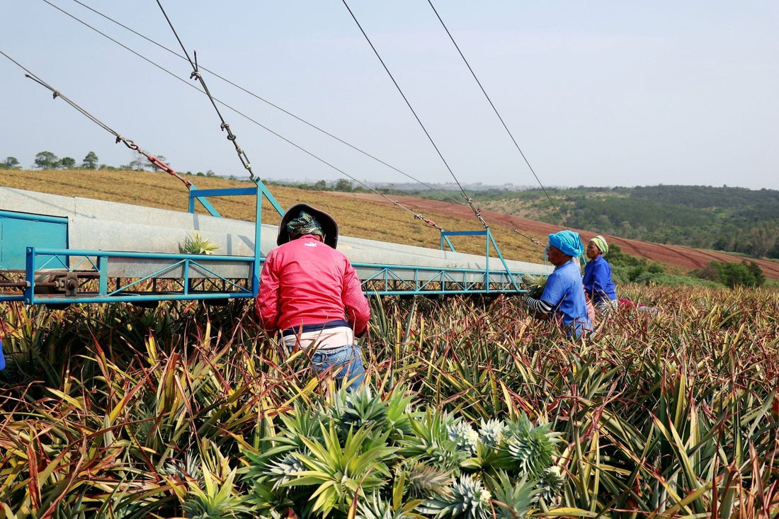 Pineapple yields vary widely. Site-specific nutrition is how you close the gap. - Chemiseed Sdn. Bhd.