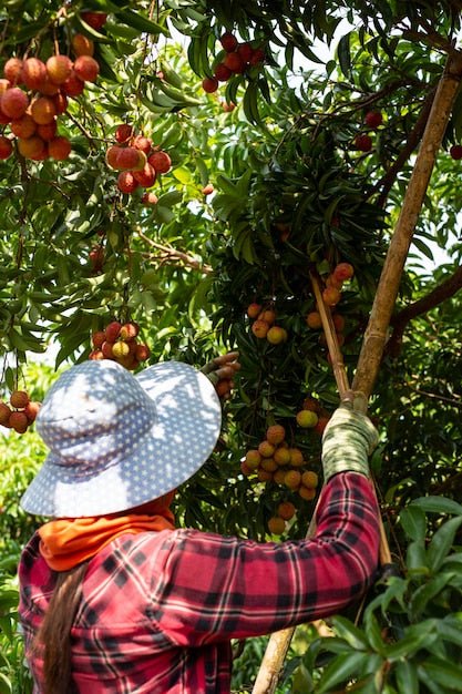 Pineapple Yields Vary Widely. Site-Specific Nutrition Is How You Close the Gap. - Chemiseed Sdn. Bhd.