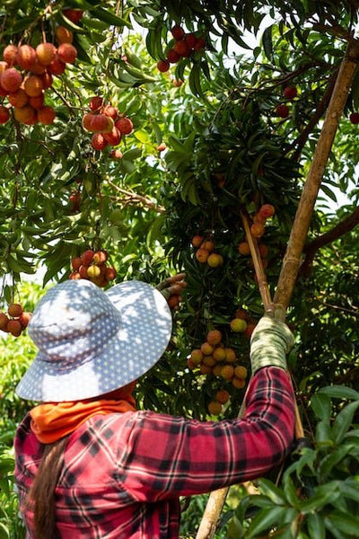 Pineapple Yields Vary Widely. Site-Specific Nutrition Is How You Close the Gap.