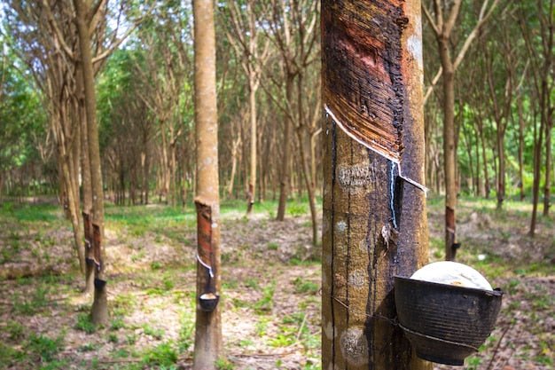 Potassium Is the Stress Nutrient Your Rubber Trees Need - Chemiseed Sdn. Bhd.