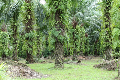 Pre-Monsoon Soil Preparation: A Malaysian Plantation Checklist