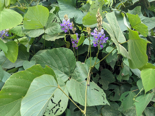 Pueraria javanica vs Mucuna bracteata: Choosing the Right Cover Crop for Your Malaysian Oil Palm Block - Chemiseed Sdn. Bhd.