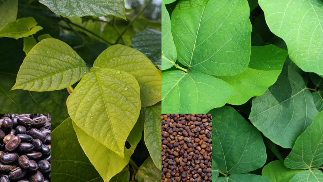 Pueraria javanica vs Mucuna bracteata: which cover crop suits your estate? - Chemiseed Sdn. Bhd.