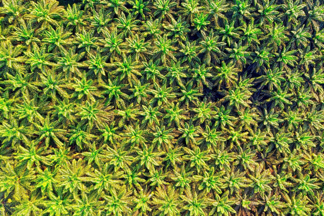 RM14,000 per hectare for replanting. Here is who qualifies and how to apply. - Chemiseed Sdn. Bhd.