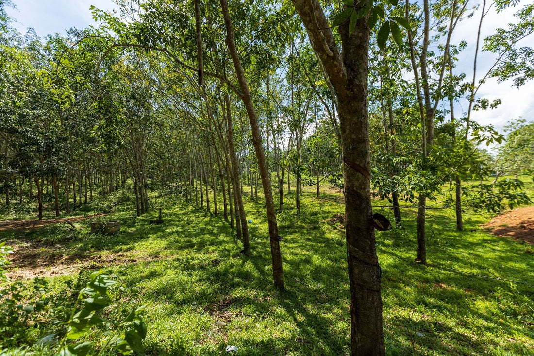 Rubber tree interrow cover crops in Malaysia: managing Hevea soil health with leguminous ground cover - Chemiseed Sdn. Bhd.