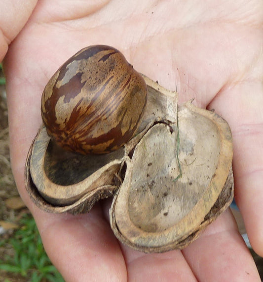 Rubber Tree Interrow Cover Crops in Malaysia: Managing Hevea Soil Health With Leguminous Ground Cover - Chemiseed Sdn. Bhd.