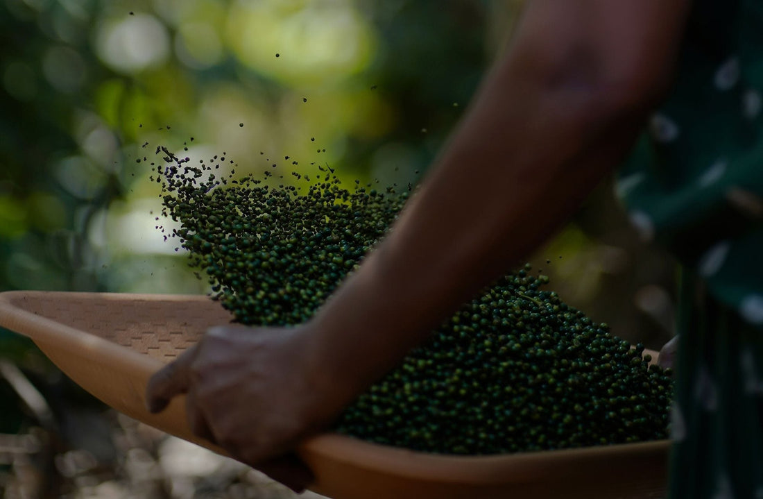 Sarawak grows almost all of Malaysia's pepper. Most farms are not reaching their yield potential. - Chemiseed Sdn. Bhd.