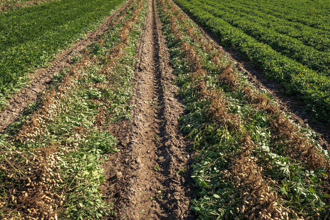 SoilBoost EA and cover crops: the pairing logic for Malaysian estates - Chemiseed Sdn. Bhd.
