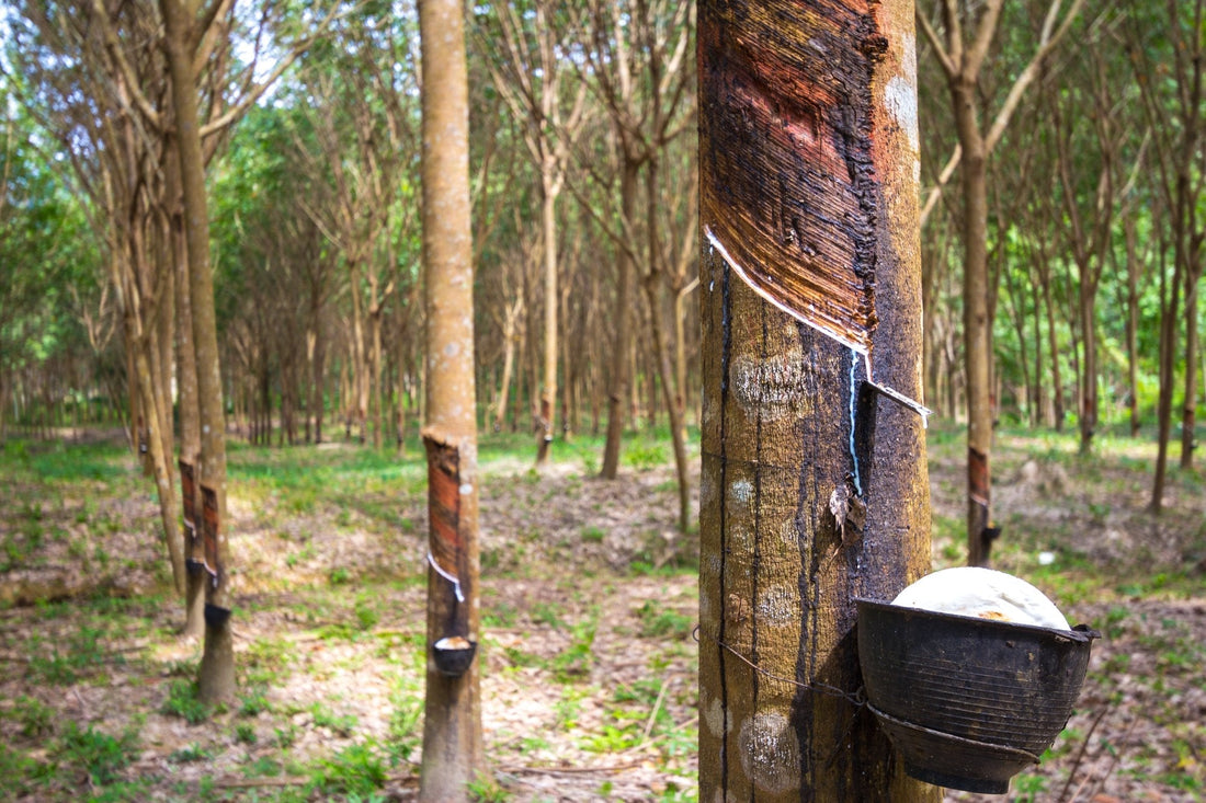 Stop Tapping Panel Dryness: The Potassium Recycling Strategy for Rubber - Chemiseed Sdn. Bhd.