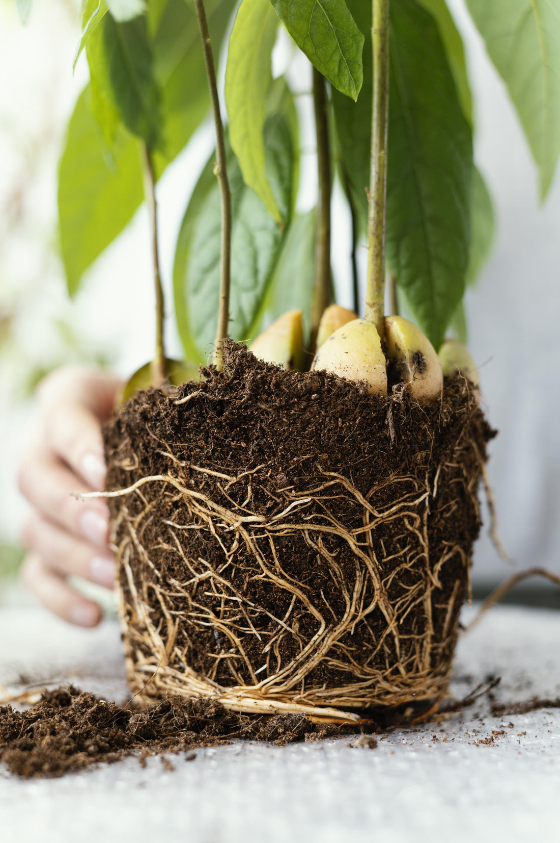 Stylosanthes guianensis for manganese-toxic acid soils - Chemiseed Sdn. Bhd.