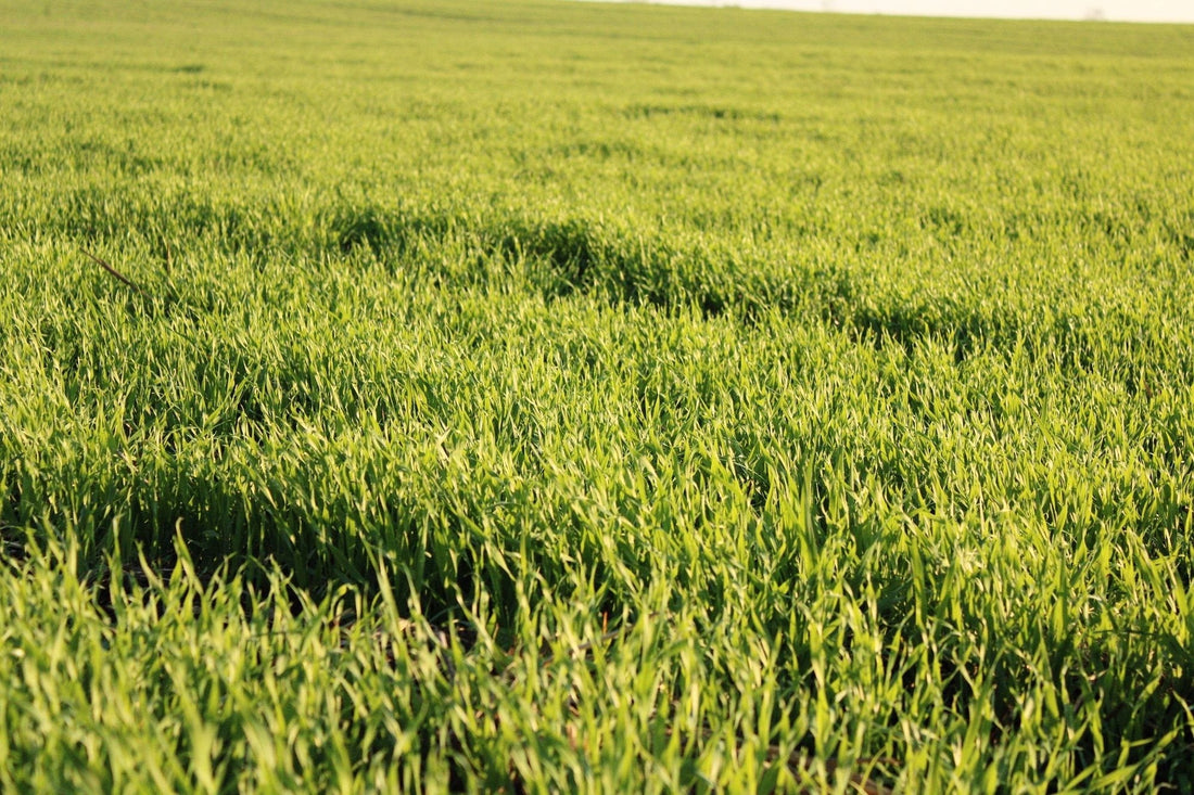 Stylosanthes guianensis for manganese-toxic acid soils - Chemiseed Sdn. Bhd.