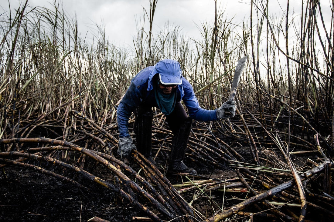 Sugarcane weevil and Cane-Phorus: an IPM approach - Chemiseed Sdn. Bhd.