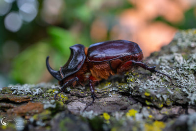 Sugarcane weevil and Cane-Phorus: an IPM approach