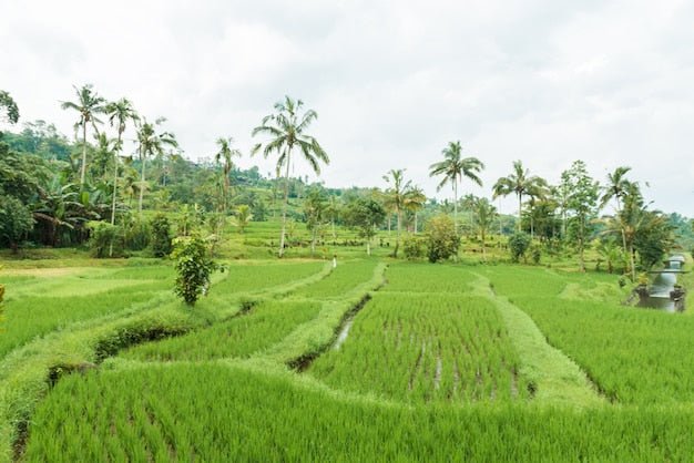 The Brown Spots on Your Rice Leaves Are Not a Disease. They Are an Iron Problem. - Chemiseed Sdn. Bhd.