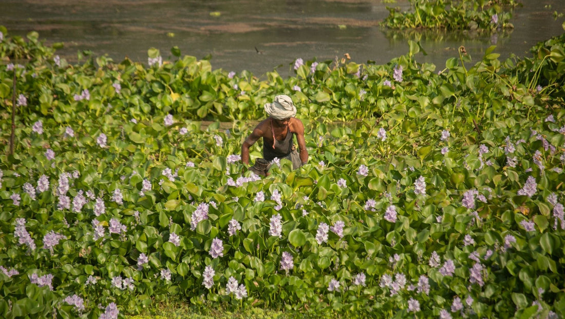 The invasive weed that feeds your soil: turning water hyacinth into high-value green manure - Chemiseed Sdn. Bhd.
