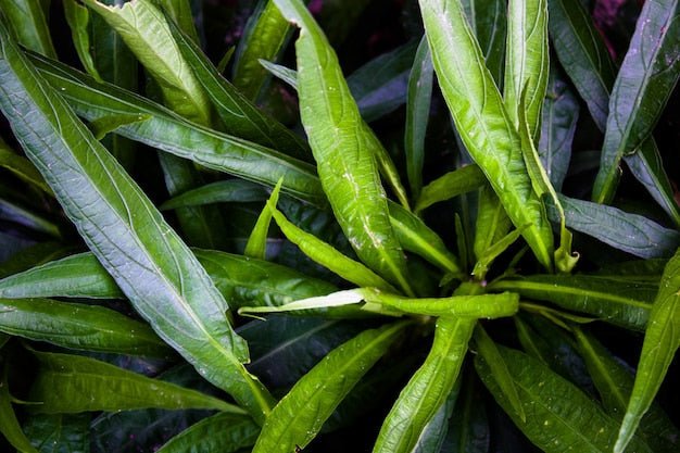 The Invasive Weed That Feeds Your Soil: Turning Water Hyacinth Into High-Value Green Manure - Chemiseed Sdn. Bhd.