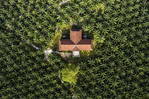 The Micronutrient Behind the Unopened Spear: Managing Boron in Malaysian Oil Palm - Chemiseed Sdn. Bhd.