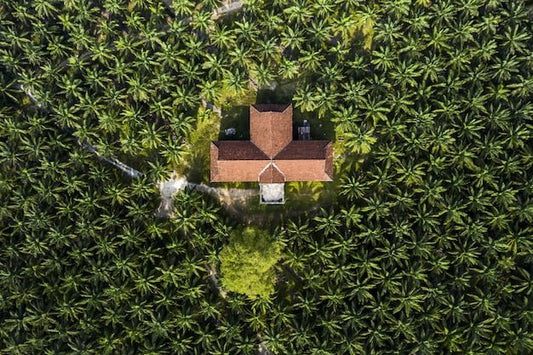 The Micronutrient Behind the Unopened Spear: Managing Boron in Malaysian Oil Palm - Chemiseed Sdn. Bhd.
