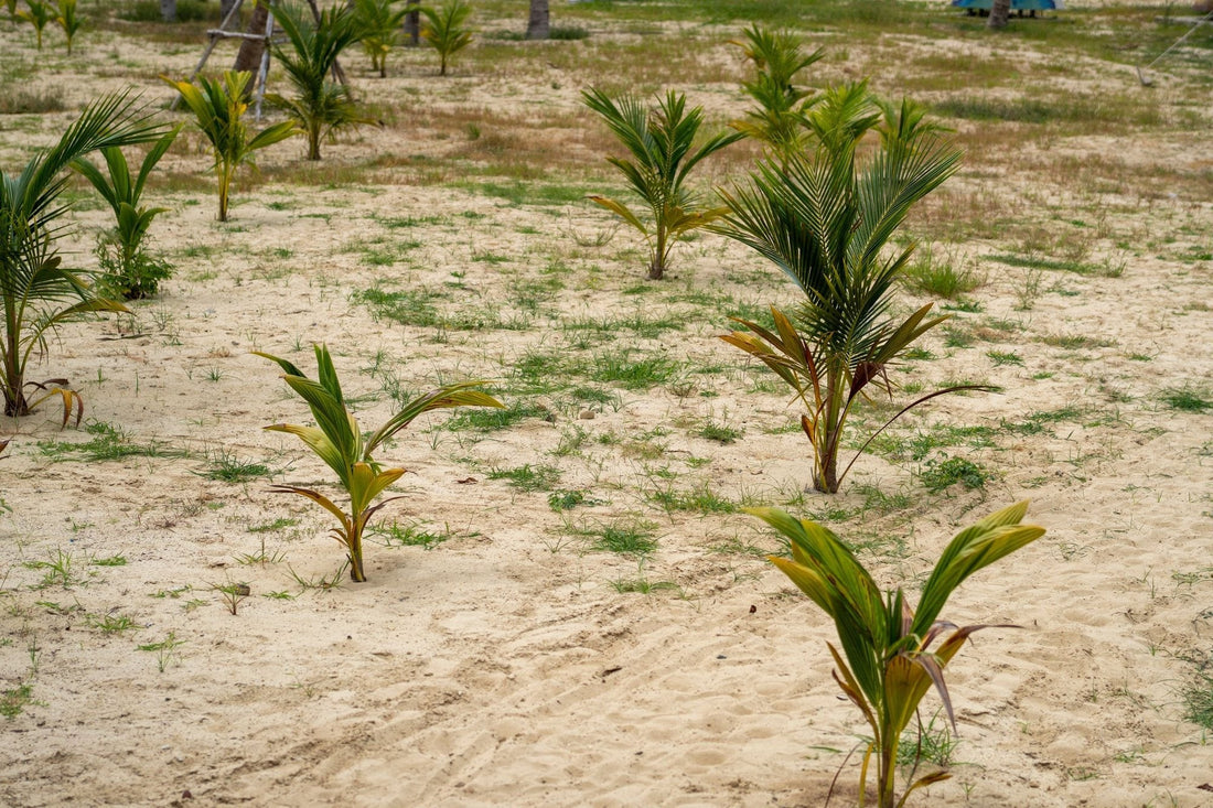 The replant-year cover-crop establishment calendar (Sabah and Sarawak) - Chemiseed Sdn. Bhd.