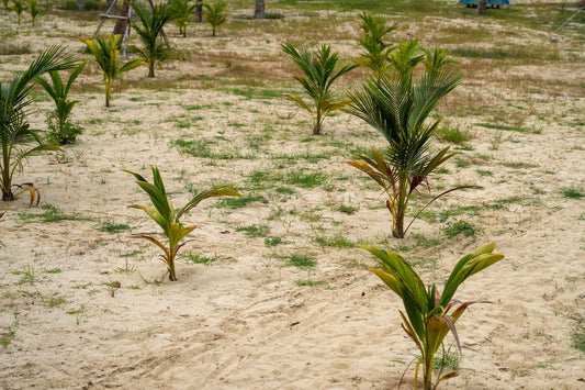 The replant-year cover-crop establishment calendar (Sabah and Sarawak) - Chemiseed Sdn. Bhd.