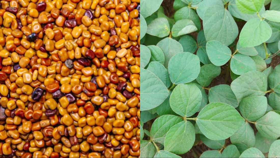 豆科植物的作用：马来西亚农场中大自然赋予的强力土壤肥力促进剂 | Chemiseed - Chemiseed 私人有限公司