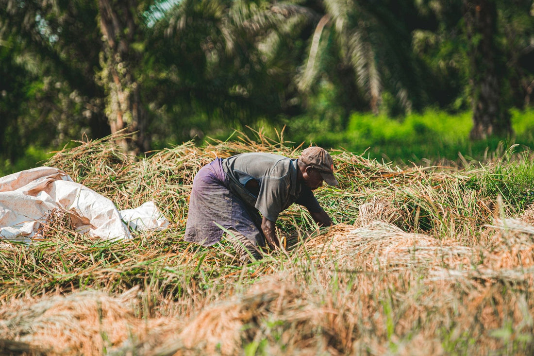 The RSPO changed its smallholder standard. Here is what actually changed. - Chemiseed Sdn. Bhd.