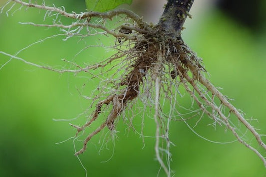 The Underground Network Your Oil Palm Cannot Live Without - Chemiseed Sdn. Bhd.