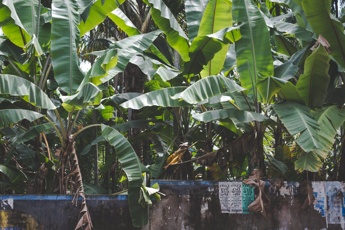 TR4 Has No Cure. But There Is a Soil Recovery Protocol That Works. - Chemiseed Sdn. Bhd.
