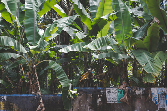 TR4 Has No Cure. But There Is a Soil Recovery Protocol That Works. - Chemiseed Sdn. Bhd.