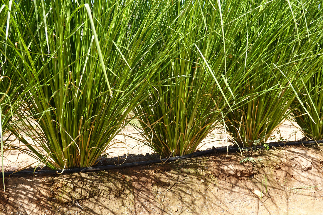 Vetiver hedgerows vs cover crops on steep oil palm slopes - Chemiseed Sdn. Bhd.