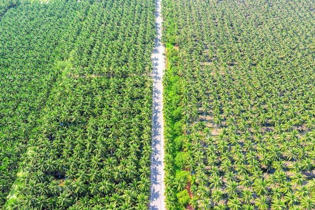 What Happens Under the Frond Stack: The Nutrient Recycling Science Malaysian Planters Are Missing - Chemiseed Sdn. Bhd.