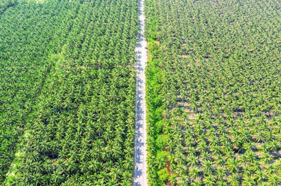 What Happens Under the Frond Stack: The Nutrient Recycling Science Malaysian Planters Are Missing