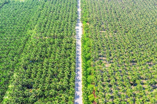 What Happens Under the Frond Stack: The Nutrient Recycling Science Malaysian Planters Are Missing - Chemiseed Sdn. Bhd.