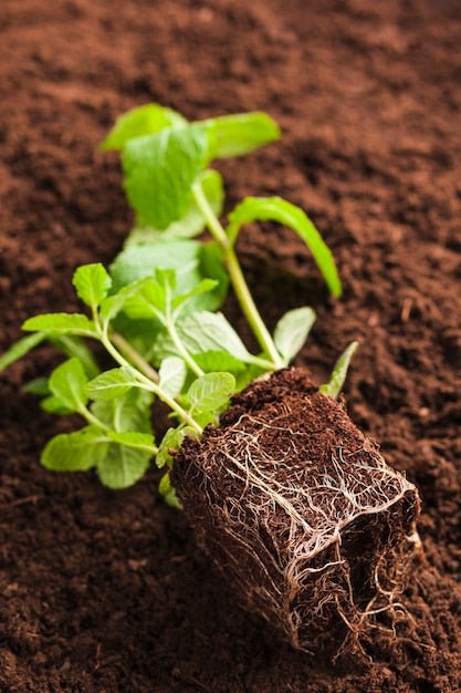 Where Does Your Phosphorus Fertiliser Actually Go? The Fixation Problem in Malaysian Soils - Chemiseed Sdn. Bhd.